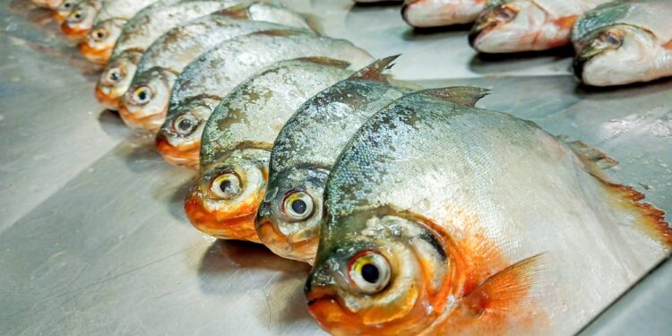 Com apoio do Governo do Amazonas, pesquisa registra a presença de plástico no trato gastrointestinal de peixes