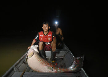 Otimismo marca articulações para a temporada 2023 da pesca de pirarucu no AM