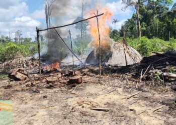 Ipaam destrói 18 fornos ilegais de fabricação de carvão na AM 010