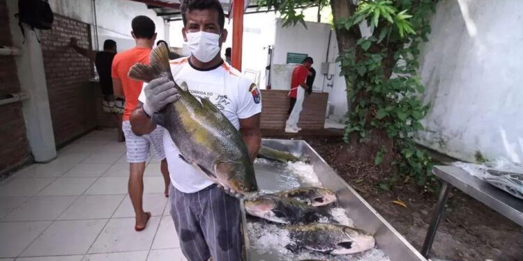 Tambaqui é vendido a partir de R$ 10 na sede da FAS