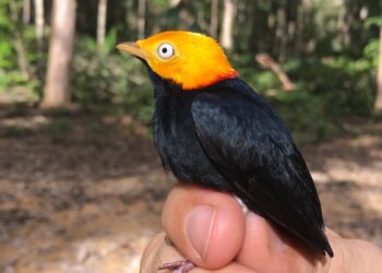 Pesquisa considera manejo florestal sustentável como alternativa viável para a conservação da biodiversidade