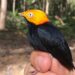 Pesquisa considera manejo florestal sustentável como alternativa viável para a conservação da biodiversidade