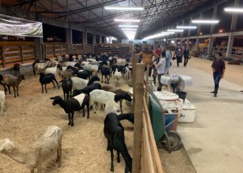 Feira de Agronegócios traz ampla programação de cursos e palestras para o setor primário