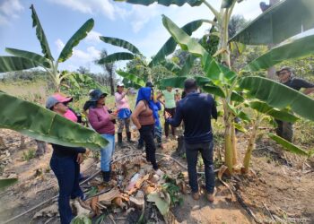 Em Autazes, Idam incentiva agricultores familiares com Boas Práticas na Cultura da Banana