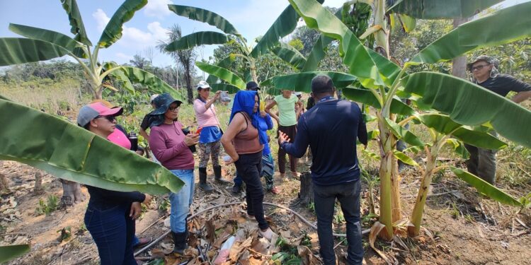 Em Autazes, Idam incentiva agricultores familiares com Boas Práticas na Cultura da Banana