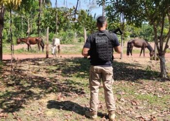 Polícia resgata seis cavalos em situação de maus-tratos em Rio Preto da Eva