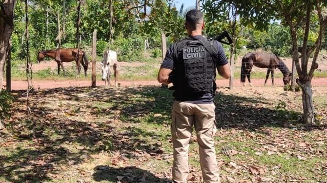 Polícia resgata seis cavalos em situação de maus-tratos em Rio Preto da Eva