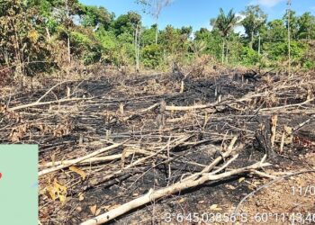 Polícia Civil identifica áreas desmatadas na margem direita do Rio Negro