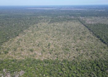 Amazonas fecha mês de julho com queda de 81,2% no desmatamento