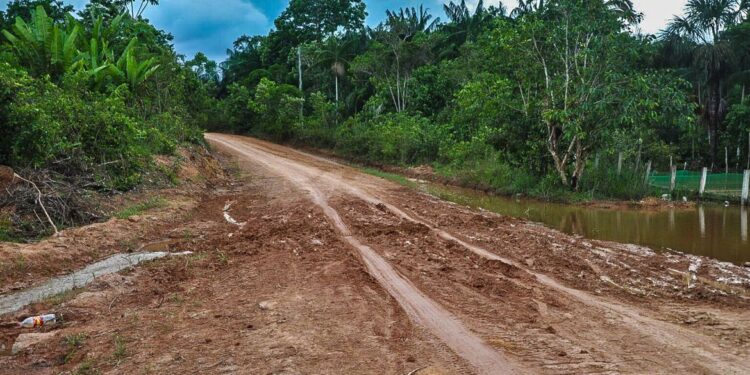 Ambientalistas denunciam desmatamento às margens da BR-319, no Amazonas