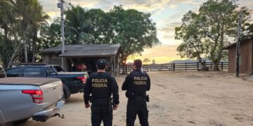 PF combate desmatamento para criação de gado na Amazônia