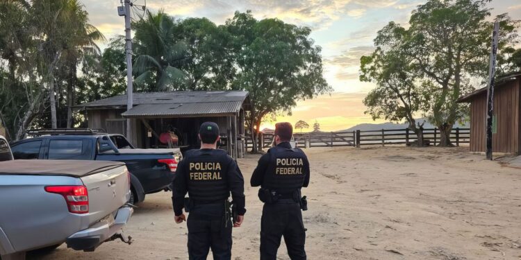 PF combate desmatamento para criação de gado na Amazônia