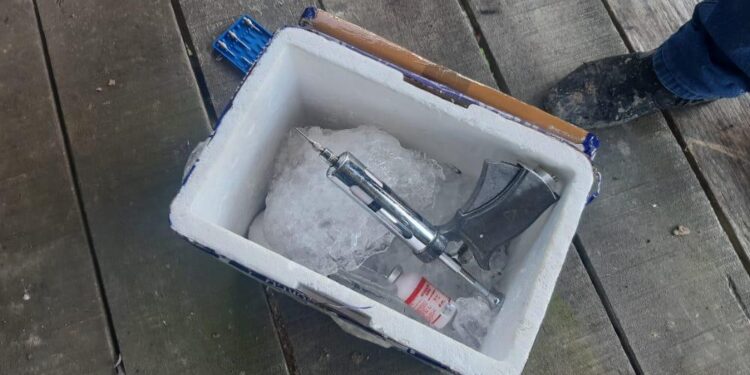 Adaf prorroga notificação da vacinação contra a febre aftosa