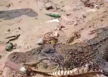 Jacaré de 4 metros é devolvido ao rio com auxílio de moradores em Manaus