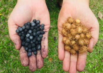 Biocarvão é alternativa sustentável para fertilidade de solos amazônicos, aponta pesquisa apoiada pelo Governo do Amazonas