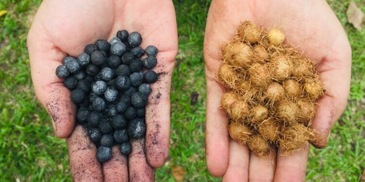 Biocarvão é alternativa sustentável para fertilidade de solos amazônicos, aponta pesquisa apoiada pelo Governo do Amazonas