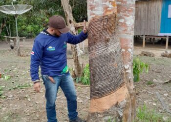 Idam prepara seringueiros para alavancar extração da borracha em Pauini