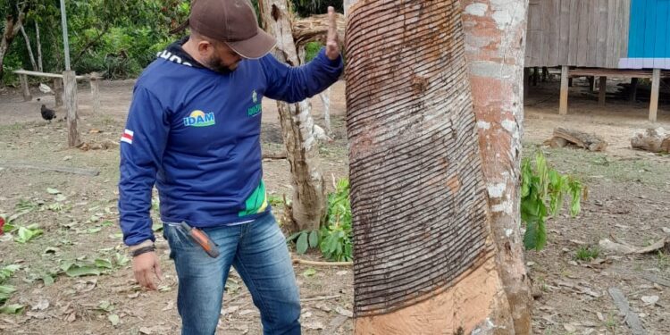 Idam prepara seringueiros para alavancar extração da borracha em Pauini