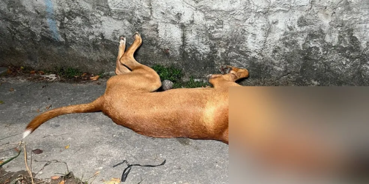MP instaura procedimento para apurar tiro que matou cão em ação policial