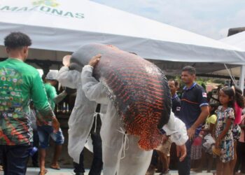 Atalaia do Norte: Manejo do pirarucu do Vale do Javari é destaque em festival de pesca 