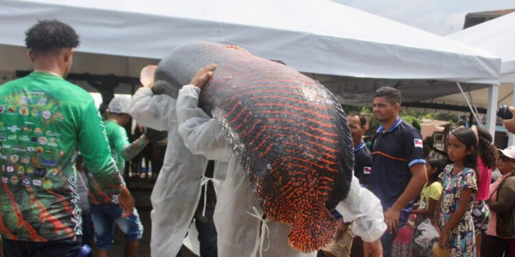 Atalaia do Norte: Manejo do pirarucu do Vale do Javari é destaque em festival de pesca 