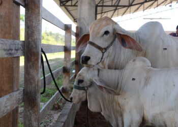 Adaf alerta oito municípios do Amazonas para o início da vacinação contra febre aftosa