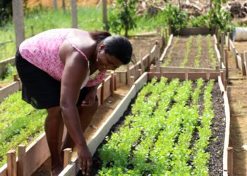 Idam orienta agricultores familiares sobre medidas emergenciais para amenizar perdas agrícolas
