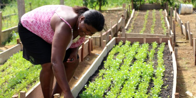 Idam orienta agricultores familiares sobre medidas emergenciais para amenizar perdas agrícolas