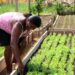 Idam orienta agricultores familiares sobre medidas emergenciais para amenizar perdas agrícolas