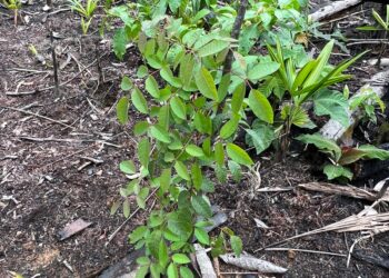 Em Canutama, Idam refloresta 50 hectares de área degradada