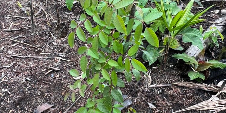 Em Canutama, Idam refloresta 50 hectares de área degradada