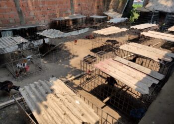 Polícias detêm dois homens por posse de 92 galos utilizados para rinha na zona norte de Manaus