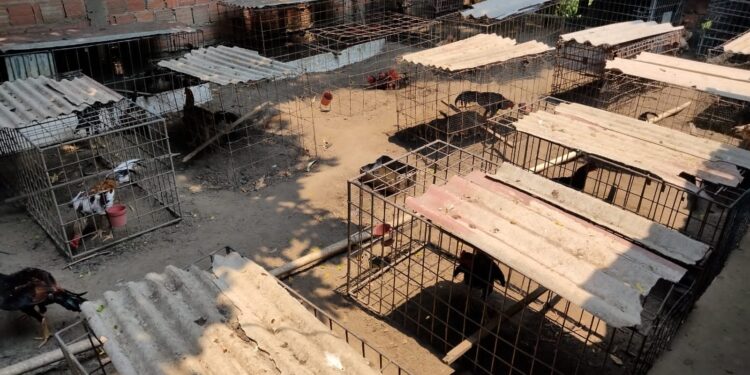 Polícias detêm dois homens por posse de 92 galos utilizados para rinha na zona norte de Manaus