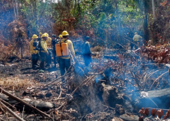 Ibama diz que irá enviar mais brigadistas para combater os incêndios florestais no AM