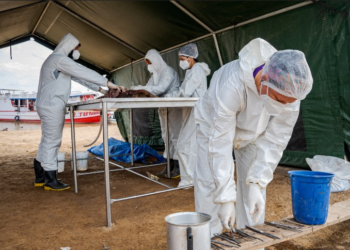 ICMBio instala comando de incidentes para resgatar botos e identificar causas de mortes no AM