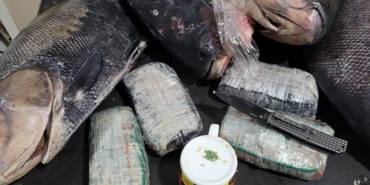 Polícia Federal apreende drogas escondidas dentro de peixes congelados no AM