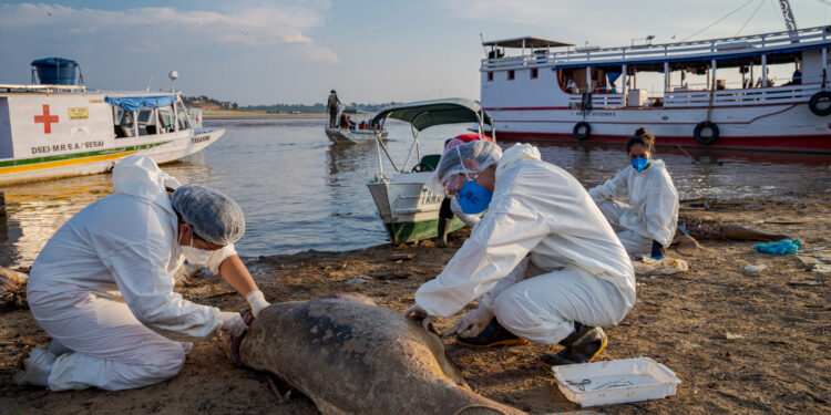Estiagem: 10% dos botos do Lago Tefé morreram em uma semana, diz WWF