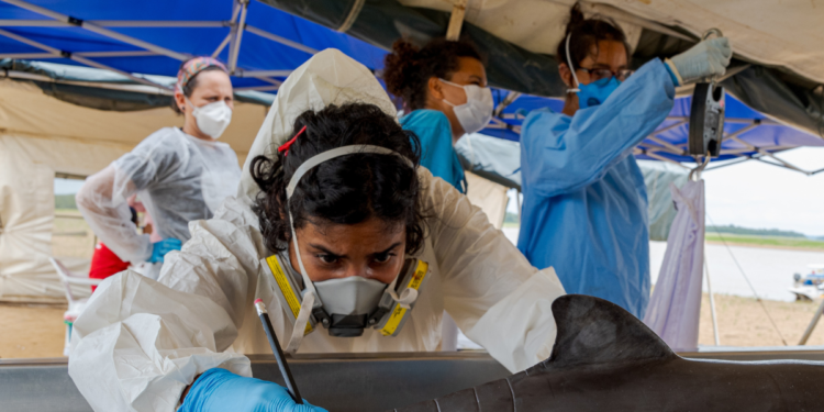 Mortes de golfinhos no rio ainda estão aumentando no estado do Amazonas, aponta WWF