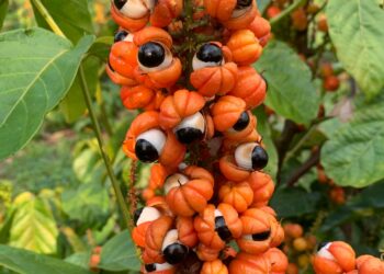 Em dezembro, Idam inaugura Unidade Demonstrativa do Guaraná em Manacapuru