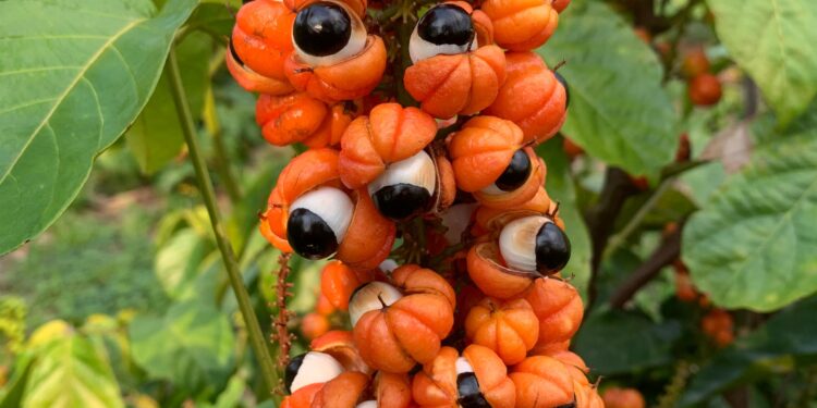 Em dezembro, Idam inaugura Unidade Demonstrativa do Guaraná em Manacapuru
