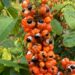 Em dezembro, Idam inaugura Unidade Demonstrativa do Guaraná em Manacapuru