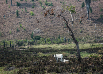 Pecuária na Amazônia pode levar ao desmatamento 3 milhões de hectares até 2025, diz Imazon