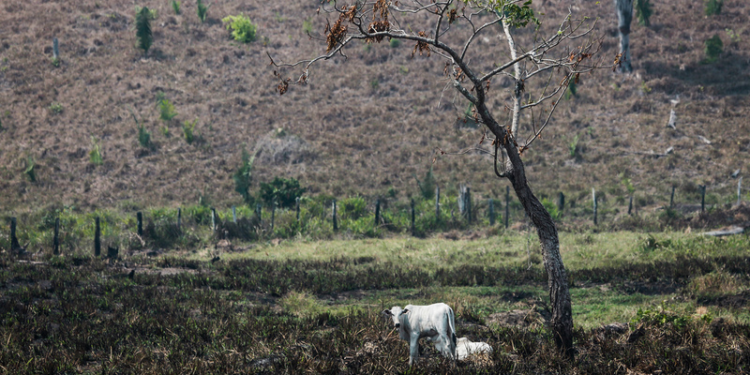 Pecuária na Amazônia pode levar ao desmatamento 3 milhões de hectares até 2025, diz Imazon