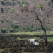 Pecuária na Amazônia pode levar ao desmatamento 3 milhões de hectares até 2025, diz Imazon