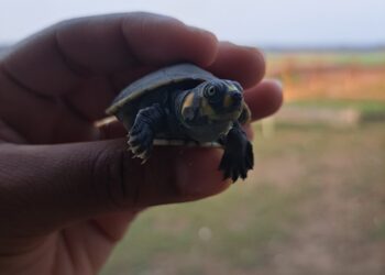Ibama acompanha período de eclosão de quelônios, no Amazonas