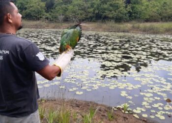 Ibama devolve pássaros e quelônios ao habitat no Amazonas