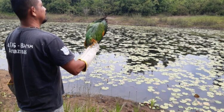 Ibama devolve pássaros e quelônios ao habitat no Amazonas