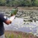 Ibama devolve pássaros e quelônios ao habitat no Amazonas