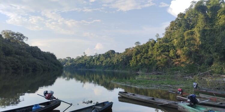 Povo Deni supera a estiagem no Amazonas e alcança recorde na pesca de pirarucu