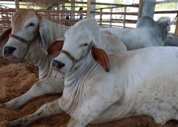 Pecuaristas de 13 municípios do Amazonas têm até sexta-feira para declarar rebanho, alerta Adaf